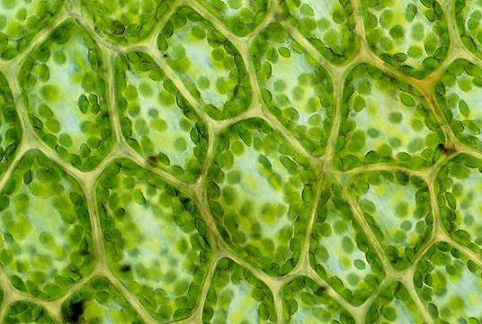 HOMESCHOOL: HIGH SCHOOL BIOLOGY LABS by Discover Science Center in Roswell, GA