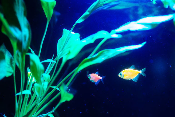Homeschool: Aquarium Science by Discover Science Center in Alpharetta, GA