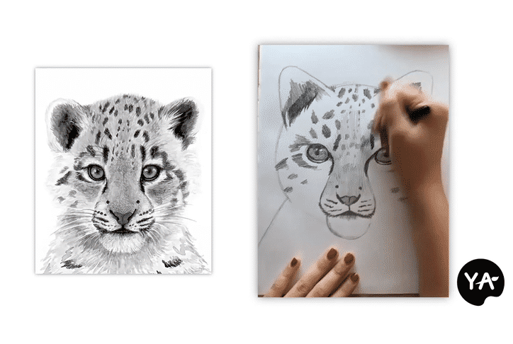 Draw a Snow Leopard Sketch Art Lesson by Young Art in Palo Alto, CA