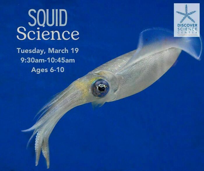 HOMESCHOOL: SQUID SCIENCE by Discover Science Center in Palo Alto, CA