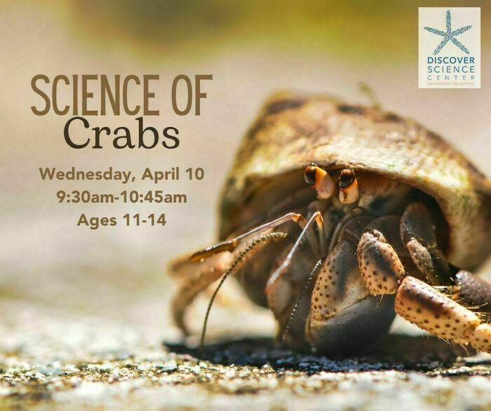 HOMESCHOOL: SCIENCE OF CRABS by Discover Science Center in Palo Alto, CA