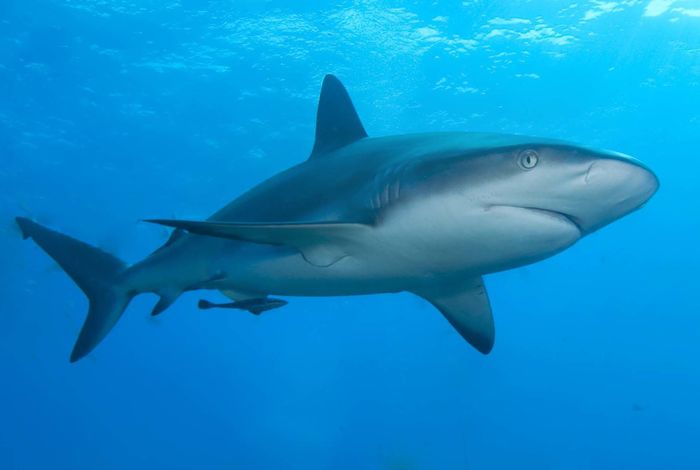 Homeschool Workshop: Shark Science by Discover Science Center in Palo Alto, CA