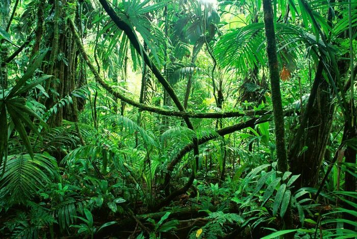 CAMP: RAINFOREST ADVENTURE CAMP by Discover Science Center in Alpharetta, GA
