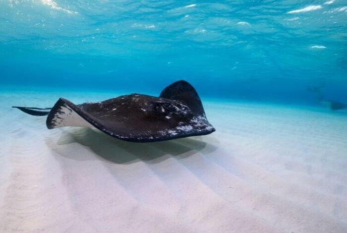 Girl Scouts: Stingray Science by Discover Science Center in Palo Alto, CA