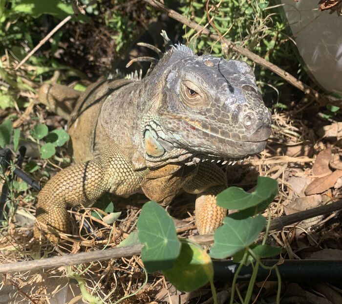 Nature-Led Education & Outdoor Adventures by BEan IN NATURE in Felton, CA