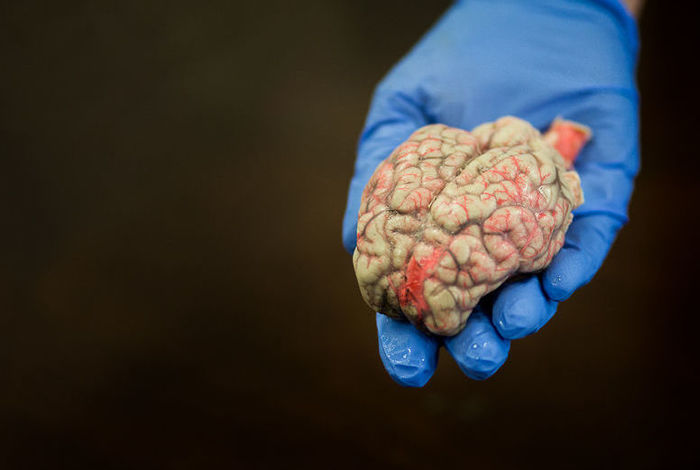 Girl Scout Workshop: Brain Science by Discover Science Center in Palo Alto, CA