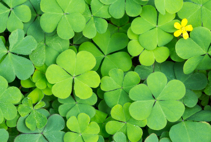 CAMP: GREEN SCIENCE by Discover Science Center in Palo Alto, CA