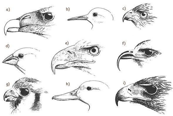 STEM Lab: Bird Beak Adaptations by Discover Science Center