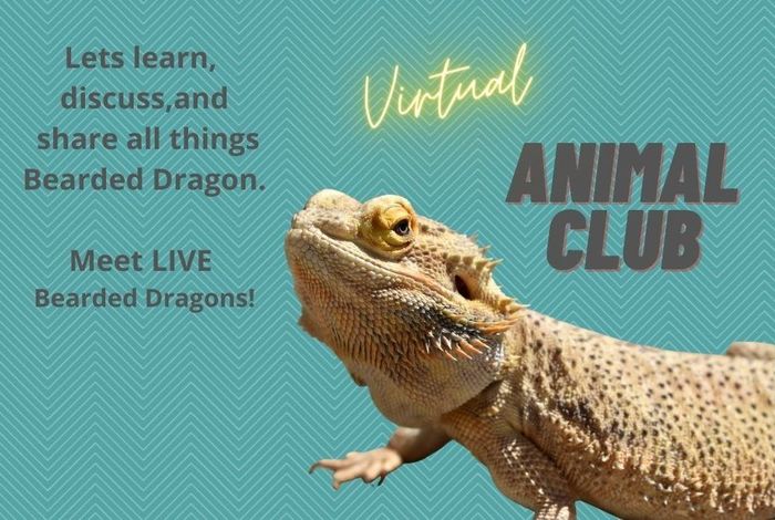 Animal Club- Meet LIVE Bearded Dragons! by Little Explorers Petting Zoo