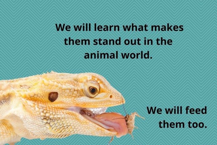 Animal Club- Meet LIVE Bearded Dragons! by Little Explorers Petting Zoo