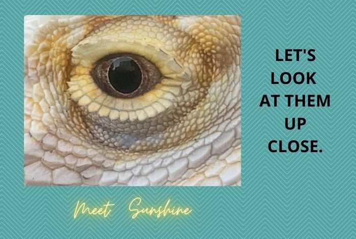 Animal Club- Meet LIVE Bearded Dragons! by Little Explorers Petting Zoo