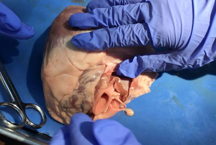 STEM LAB: CIRCULATORY SYSTEM by Discover Science Center
