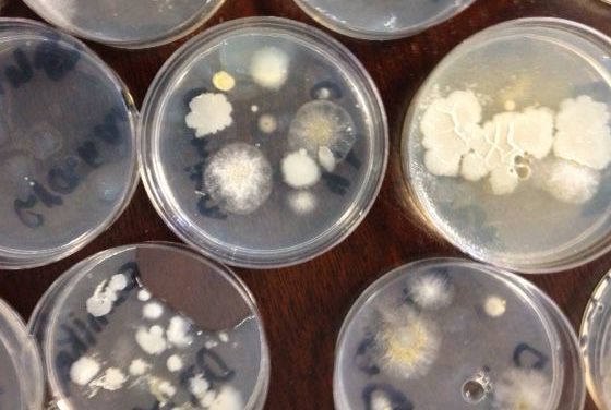 SATURDAY SCIENCE: Science of Germs by Discover Science Center