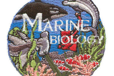 On-Demand Girl Scouts: Shark Science by Discover Science Center in Palo Alto, CA