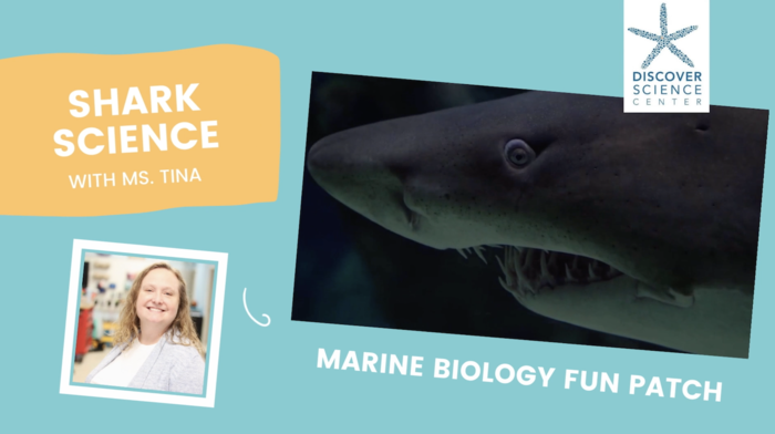 On-Demand Girl Scouts: Shark Science by Discover Science Center in Palo Alto, CA