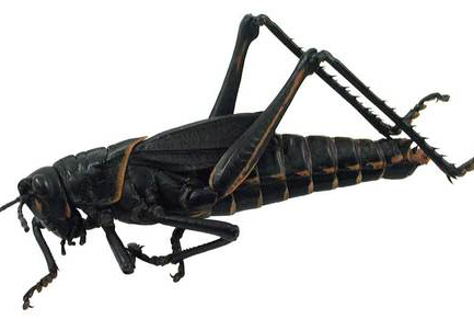 Homeschool Lab: Arthropod Dissection by Discover Science Center in Alpharetta, GA