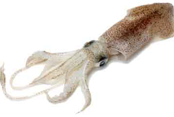 Homeschool Lab: Squid Dissection by Discover Science Center in Alpharetta, GA