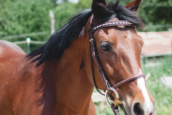Bear Creek Stables - camps in Los Gatos, CA