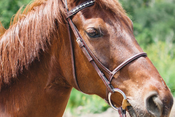 Bear Creek Stables - camps in Los Gatos, CA