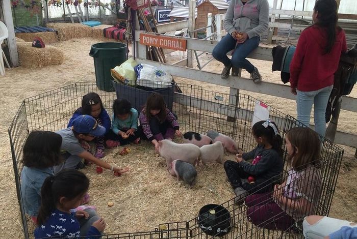 Friendly Pony Parties And Barnyard Pals - camps in Half Moon Bay, CA