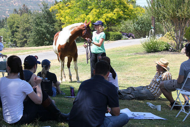 DeVito Equestrian Center - Kids activities in Walnut Creek, CA
