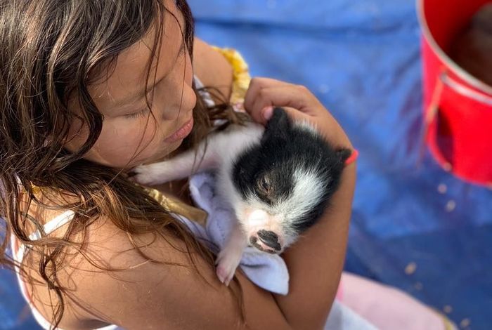 Cute & Cuddlee Mobile Petting Zoo  - birthday parties in Foster City, CA