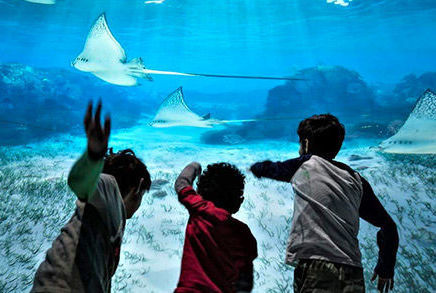 National Geographic Encounter: Ocean Odyssey - Kids activities in New York, NY