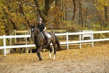 Heberle Stables - Kids activities in Rochester, NY