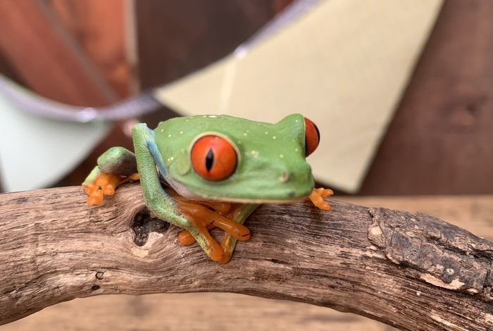 Little Explorers Petting Zoo - classes in San Leandro, CA