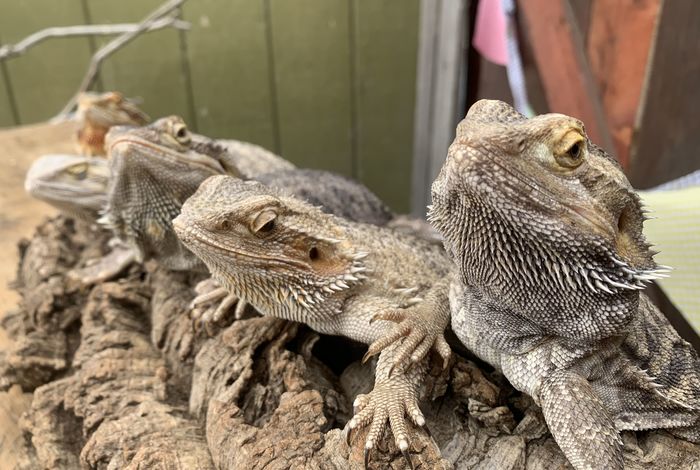 Little Explorers Petting Zoo - classes in San Leandro, CA