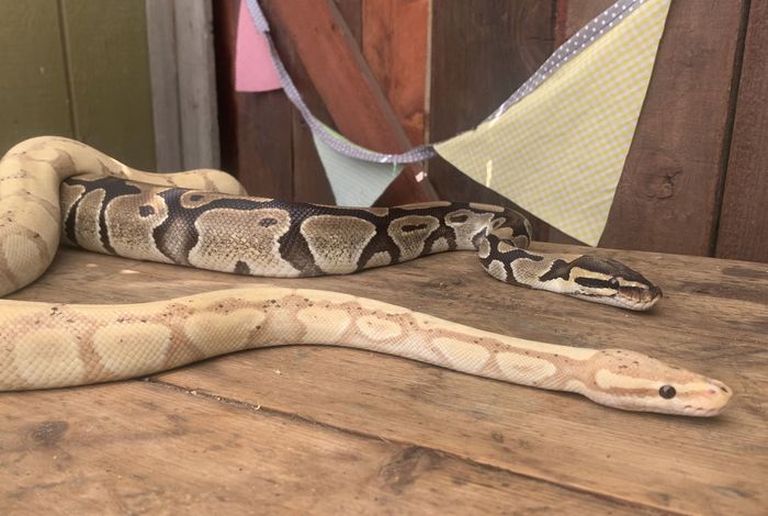 Little Explorers Petting Zoo - classes in San Leandro, CA