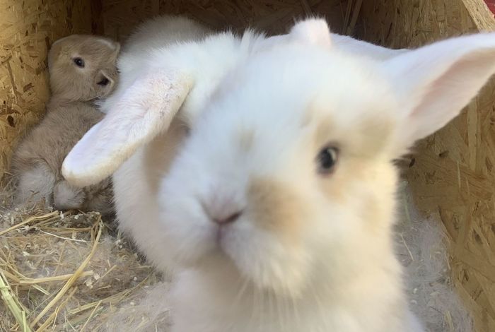 Little Explorers Petting Zoo - classes in San Leandro, CA