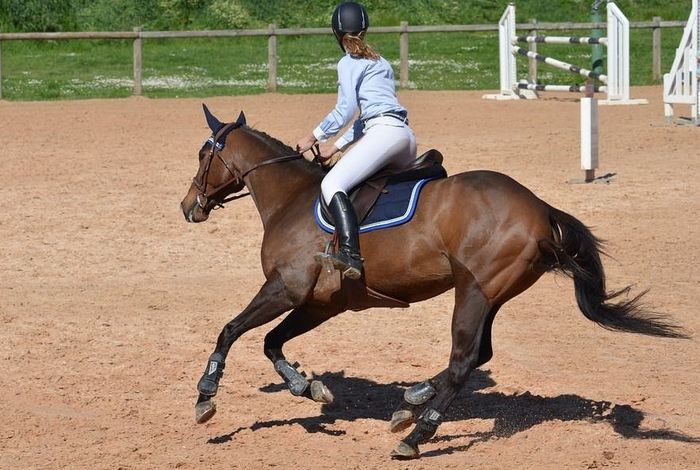 Free Heart Stables - Kids activities in San Jose, CA