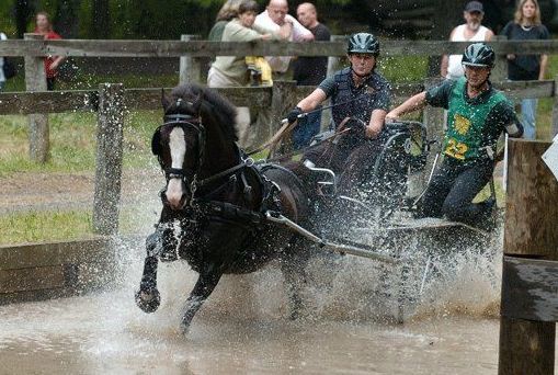  Gladstone Equestrian - camps in Dana Point, CA