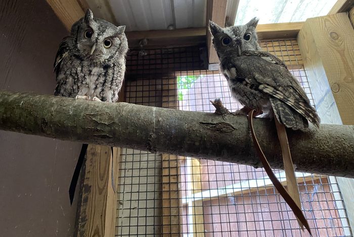 Utica Zoo Summer Day Camps - camps and birthday parties in Utica, NY