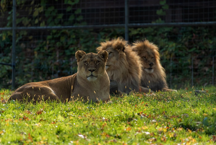 Utica Zoo Summer Day Camps - camps and birthday parties in Utica, NY
