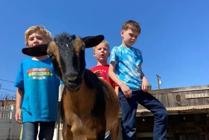 The Dingle Family Farm and Stables - camps in Oakley, CA