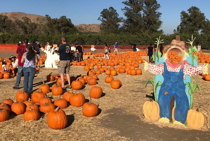 Pumpkin Patch at Limoneira Ranch - Kids activities in Santa Paula, CA