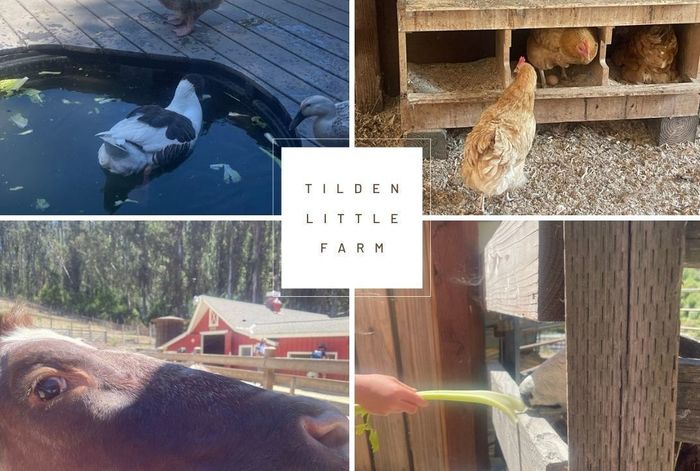 Seeds of Love Collective: Open Wilderness Literacy & Science (OWLS) - Kids activities in El Cerrito, Richmond, Berkeley