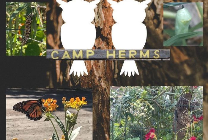 Seeds of Love Collective: Open Wilderness Literacy & Science (OWLS) - Kids activities in El Cerrito, Richmond, Berkeley
