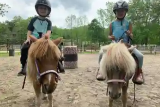 JL Performance Horses - camps in Poughquag, NY